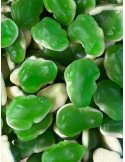 Grenouilles vertes (100g)